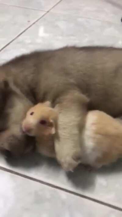 Sleepy Puppy Hugs Hamster Best Friend
