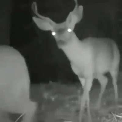 Predator and prey walking home after a whole day of acting for Nat Geo.