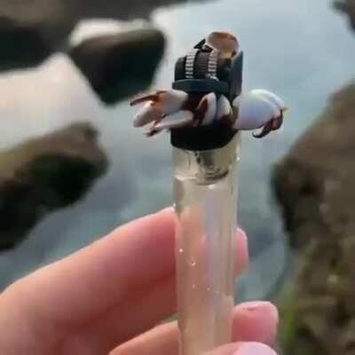 🔥 Barnacles on a lighter found in the ocean