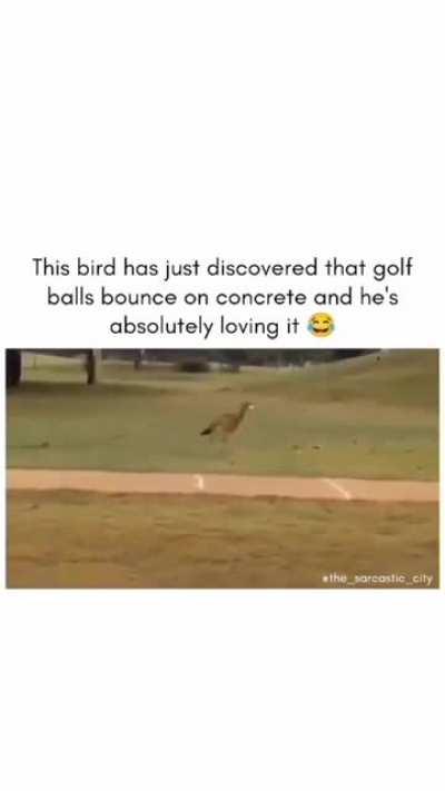 Golf bird