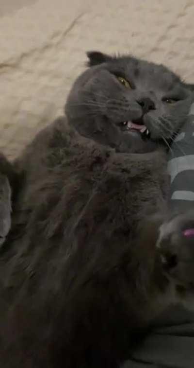 Picked up my cat from the vet. The vet told me she gave him pain medication. I wasn’t expecting him to be this high😂