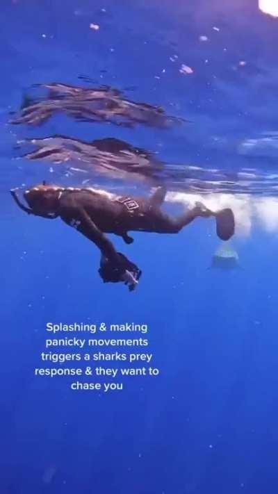 Misunderstood sea pitbulls