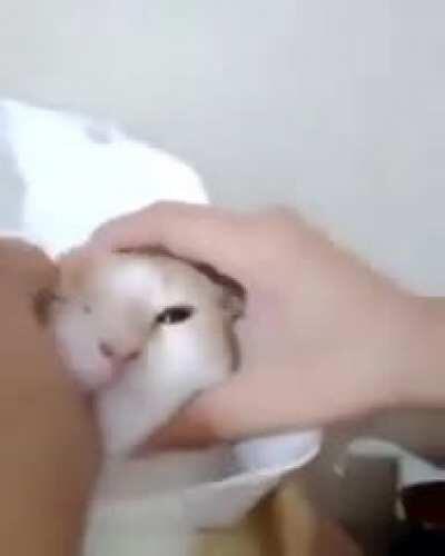 Kedi mukbang🤤😋🤤😋🤤😋