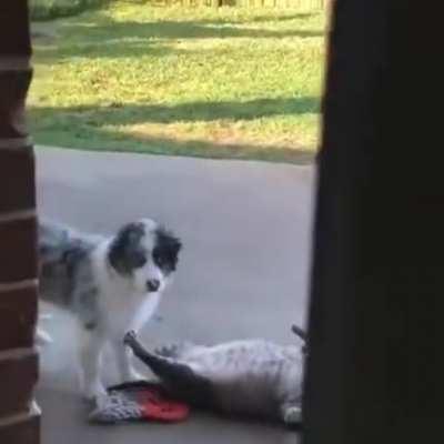 Lou bullying Harvey for being a chonker