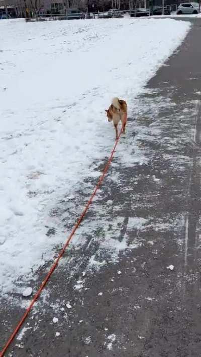 Baby Luna thinks she’s walking Kona 🤣
