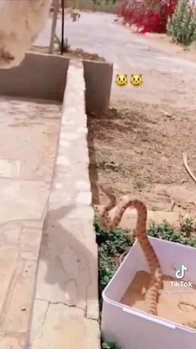 My cat people need me.