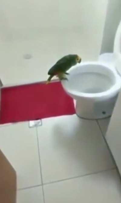 Someone likes to sing in the toilet for reverbs..