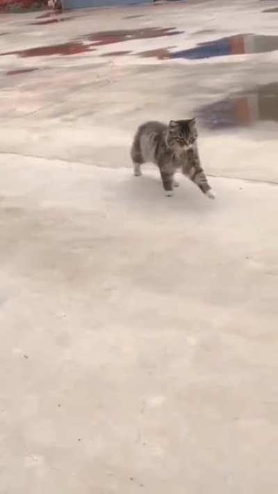 You'll never be as cool as I am