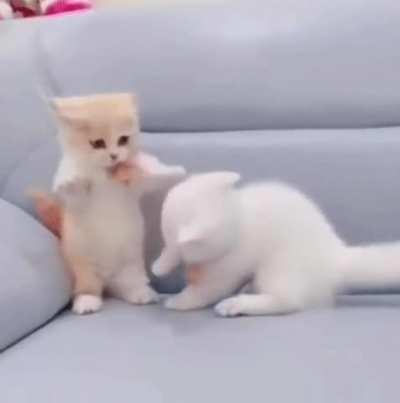 a kitten trying to protect itself from dangerous attack