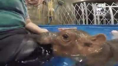 huNgRY huNgRy aNimAL eaTS leG fRoM uNeXpECTed swImMeR