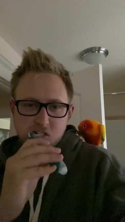 Toothbrushbirb