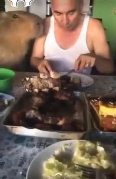 La guerra de r/capybara y r/carpincho no se conoce en r/aww