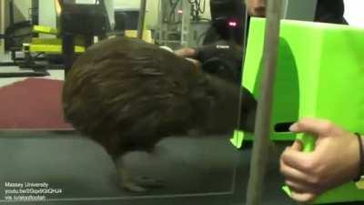 Piwi the kiwi on a treadmill (to help strengthen its legs after surgery)