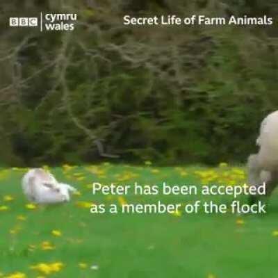 The Rabbit Who Thinks He Is A Sheep!