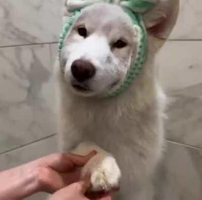 Obedient doggo enjoys bath time.