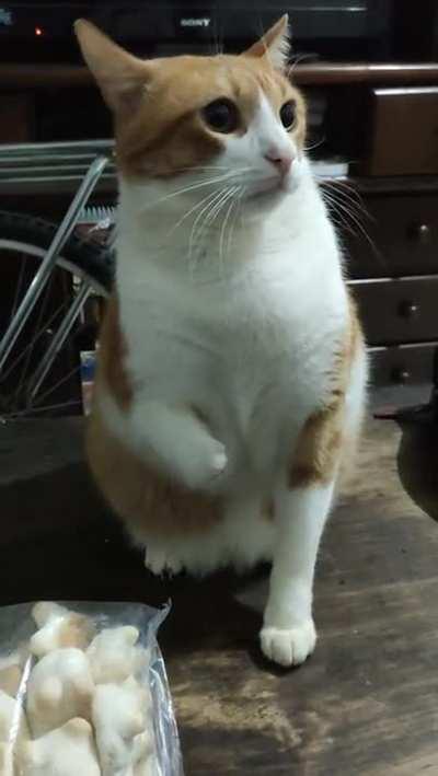 To fist bump a cat with a missing paw