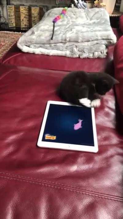 Kitty just wants to destroy something. Anything.