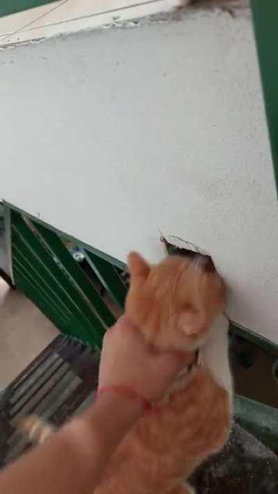 He was looking for his braincell