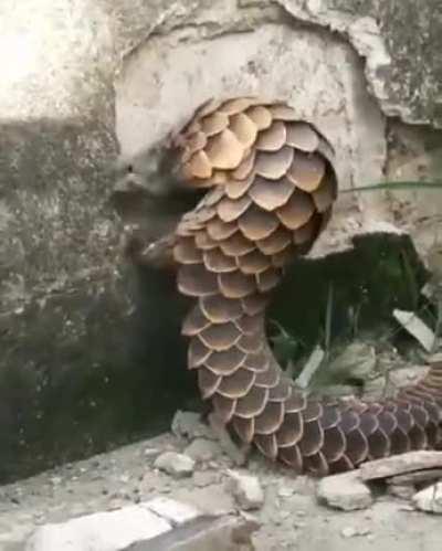 Just some random pangolin destroying a wall