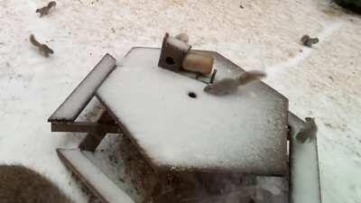 A typical morning in my backyard... aka Squirrelapalooza