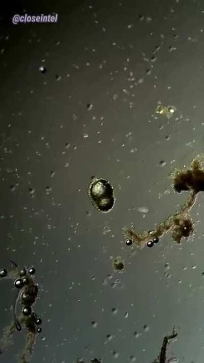 How hydrogen peroxide kills germs