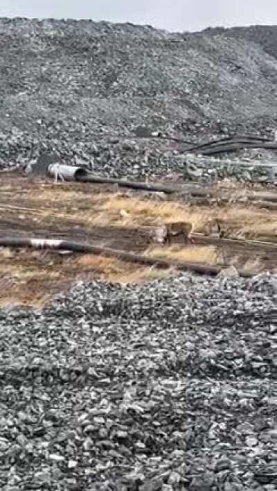 My dad managed to capture these two playing around while working in Nunavut