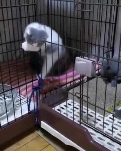 There is no cage that can hold me up!