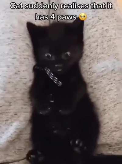 Cat suddenly realizes that it has 4 paws