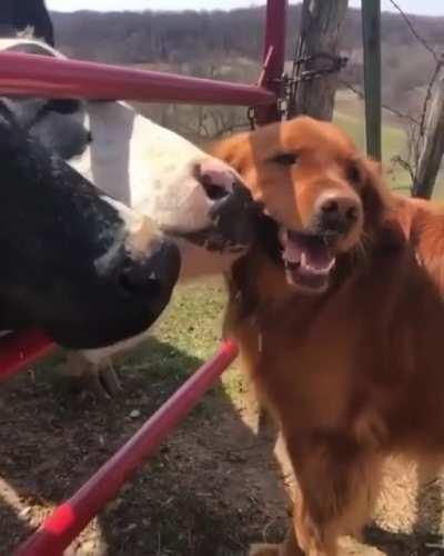 Pupper being groomed by some very friendly cows