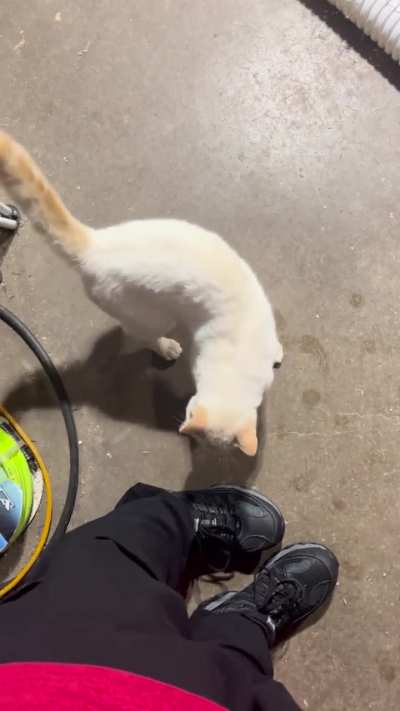 Pretty boy begging for food (i had to cut the first clip short because the microphone didn’t catch his meows.)