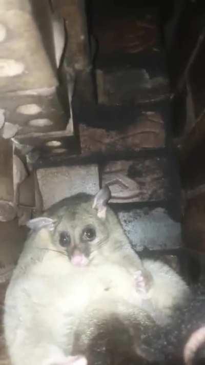 Bro doesnt know what to do