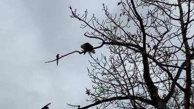 Bald Eagle eats unknown bird. Magpies Watch
