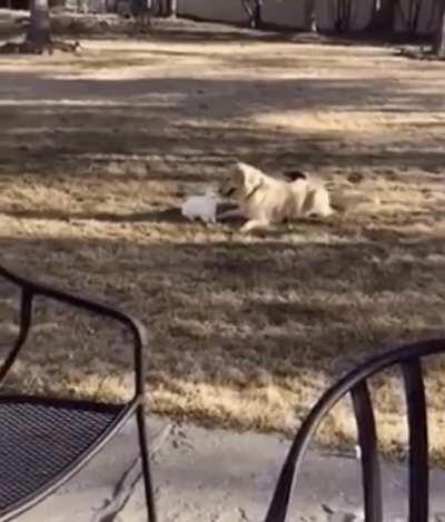 Bun and pupper are best friends