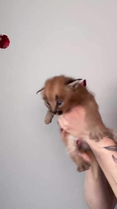 Wunker sounds just like a lazer