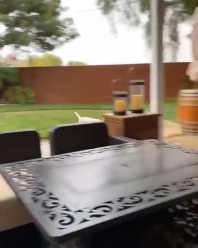 There are two different types of dogs.