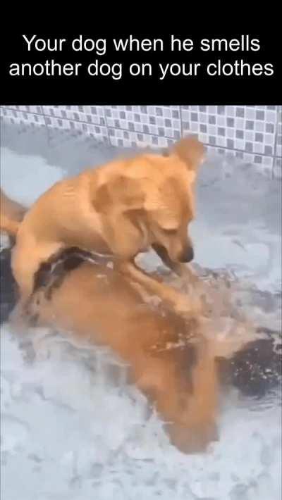 Where have you been? Traitor!