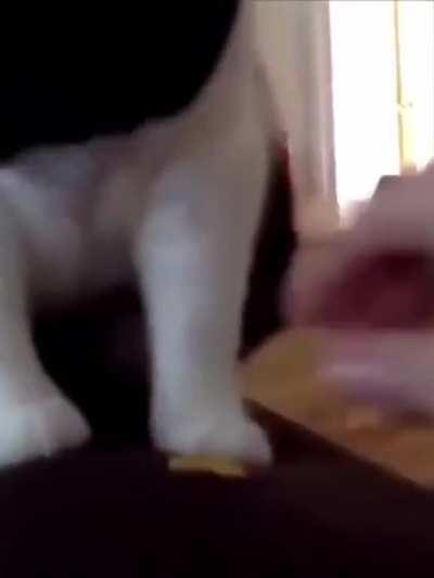 Cats reactions to Durian Fruit