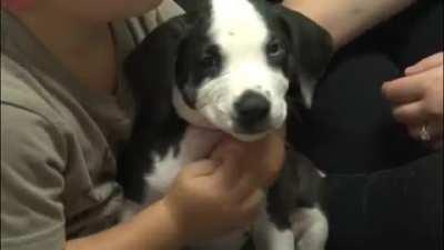 Puppy with cleft lip at an animal shelter finds a home with a boy who has had several surgeries for cleft lip himself