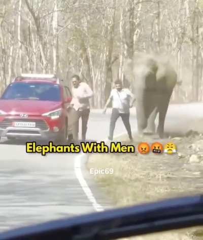 Elephants with men 