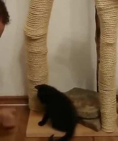 Teaching a kitten how to use a scratching post