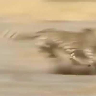 Warthog jukes and turns the tables on a cheetah