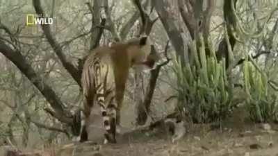 RATO GRANDE, RATO ANÃOOOOO