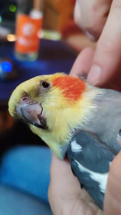 Hans again on his back