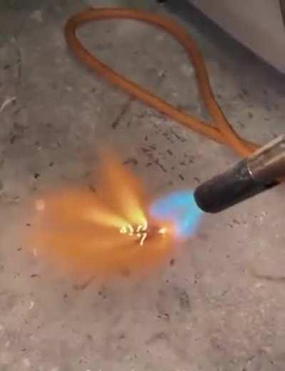 Friends with Cockroach