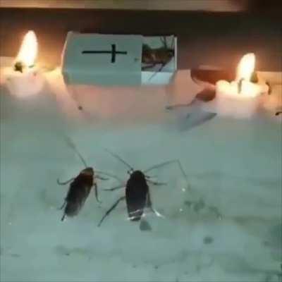 rip pipis roachcock