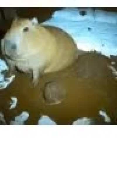 im low on reaction images for dumb shit, give me 