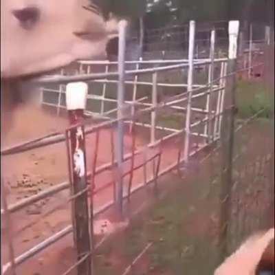 WCGW taking a selfie with a camel