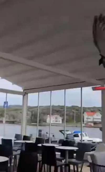 Scaring a bird doesn't end well