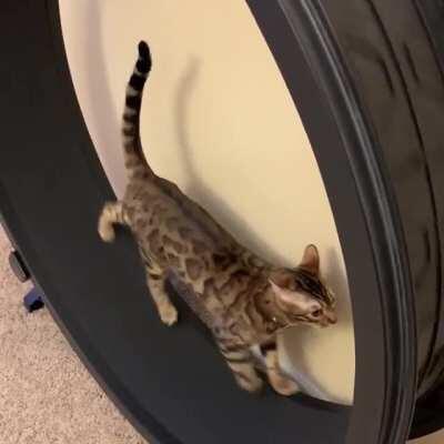 Cheddar, my little man yells and yells until I come watch him on the wheel - pretty much all evening - every evening - and no, simply seeing him isn’t enough. He requires me to walk to the wheel.