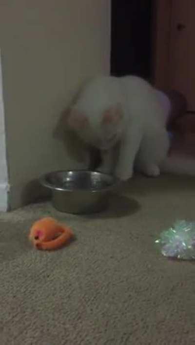 My friend’s kitten Neko found a new hobby